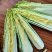 龙芽白菜大量供应，包尖白菜，全国批发，电商代发，落地配