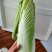 龙芽白菜大量供应，包尖白菜，全国批发，电商代发，落地配