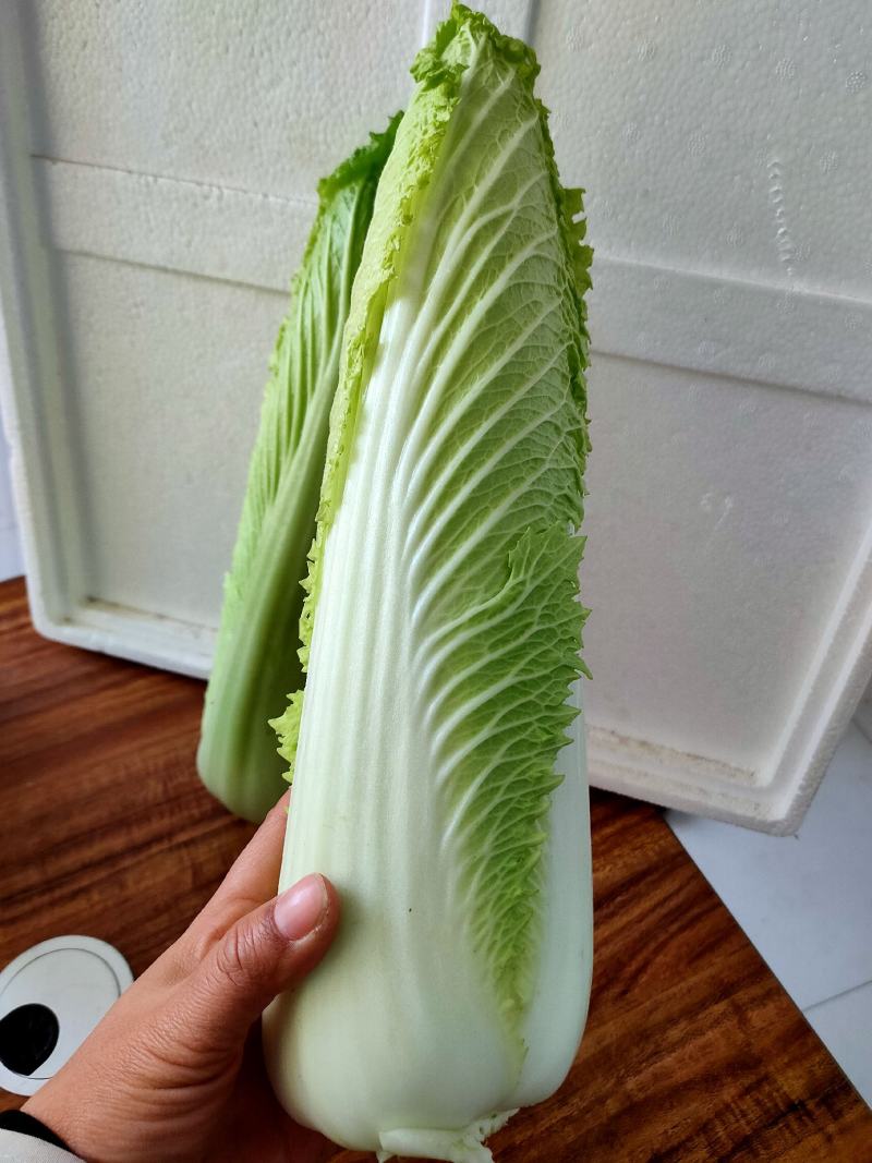 龙芽白菜大量供应，包尖白菜，全国批发，电商代发，落地配
