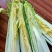 龙芽白菜大量供应，包尖白菜，全国批发，电商代发，落地配