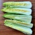 龙芽白菜大量供应，包尖白菜，全国批发，电商代发，落地配