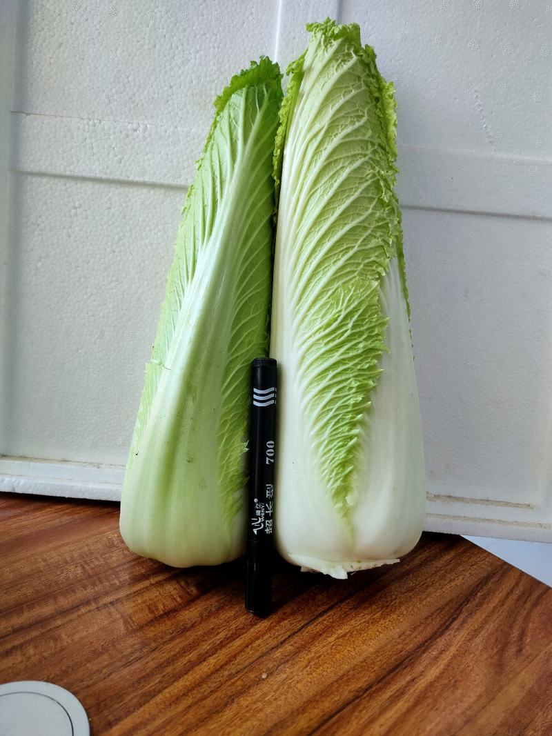 龙芽白菜大量供应，包尖白菜，全国批发，电商代发，落地配