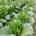 龙芽白菜大量供应，包尖白菜，全国批发，电商代发，落地配