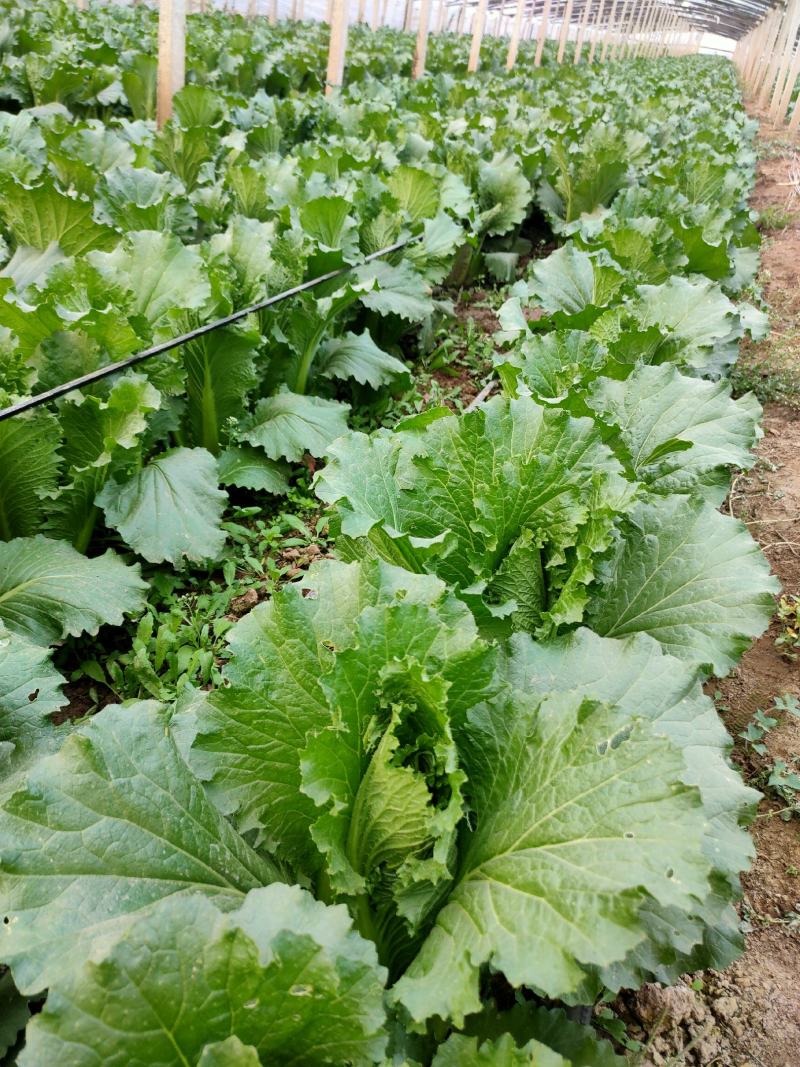 龙芽白菜大量供应，包尖白菜，全国批发，电商代发，落地配