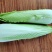 龙芽白菜大量供应，包尖白菜，全国批发，电商代发，落地配