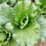 龙芽白菜大量供应，包尖白菜，全国批发，电商代发，落地配
