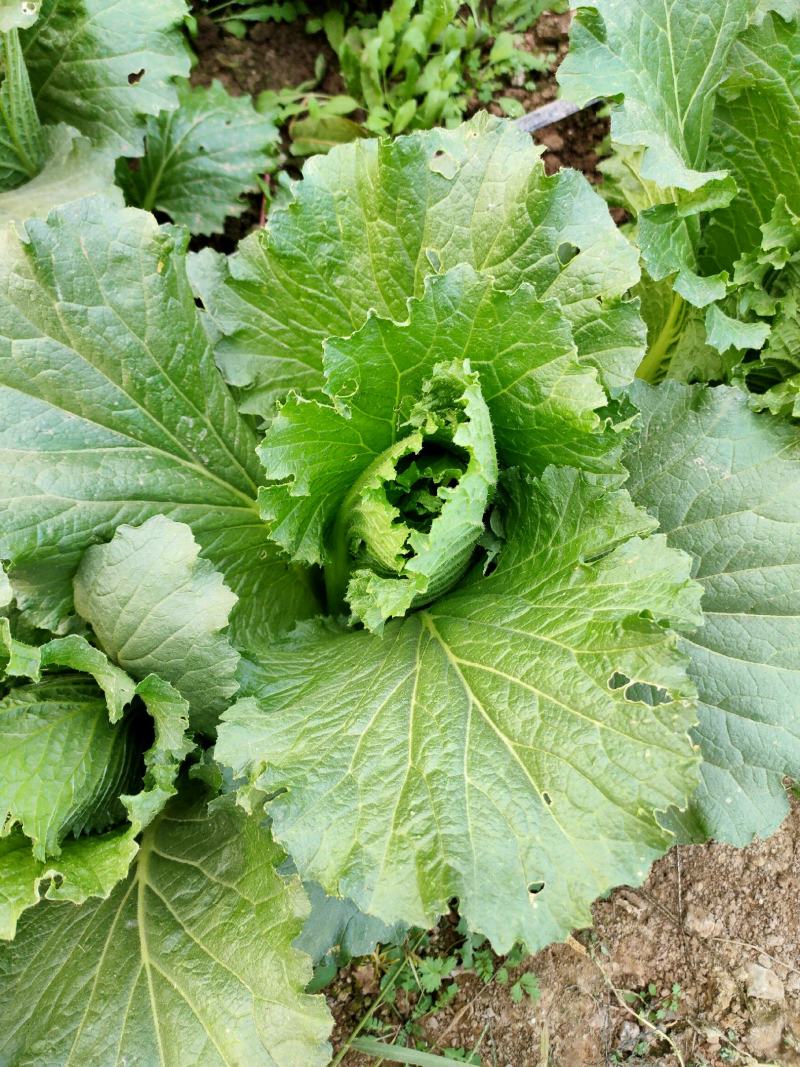 龙芽白菜大量供应，包尖白菜，全国批发，电商代发，落地配