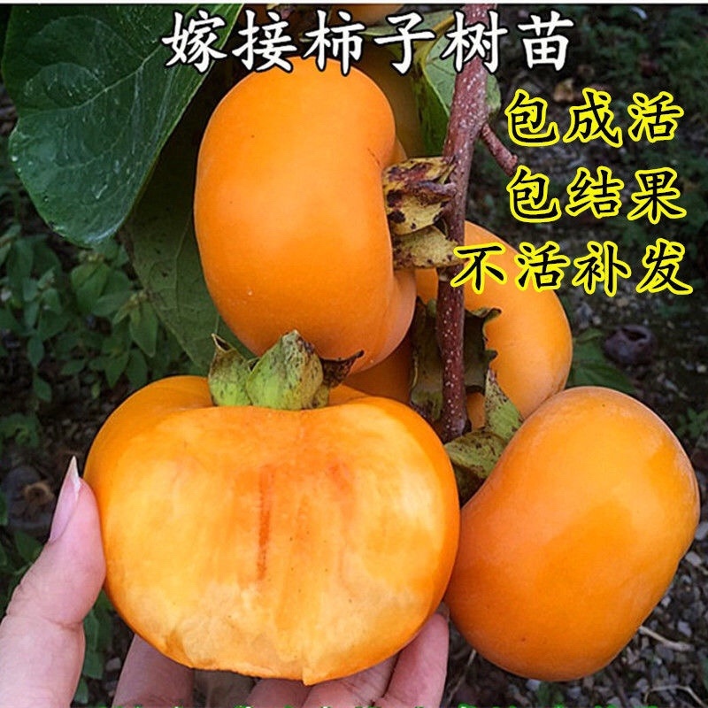 无核脆甜柿子树苗黑柿子苗包成活技术指导