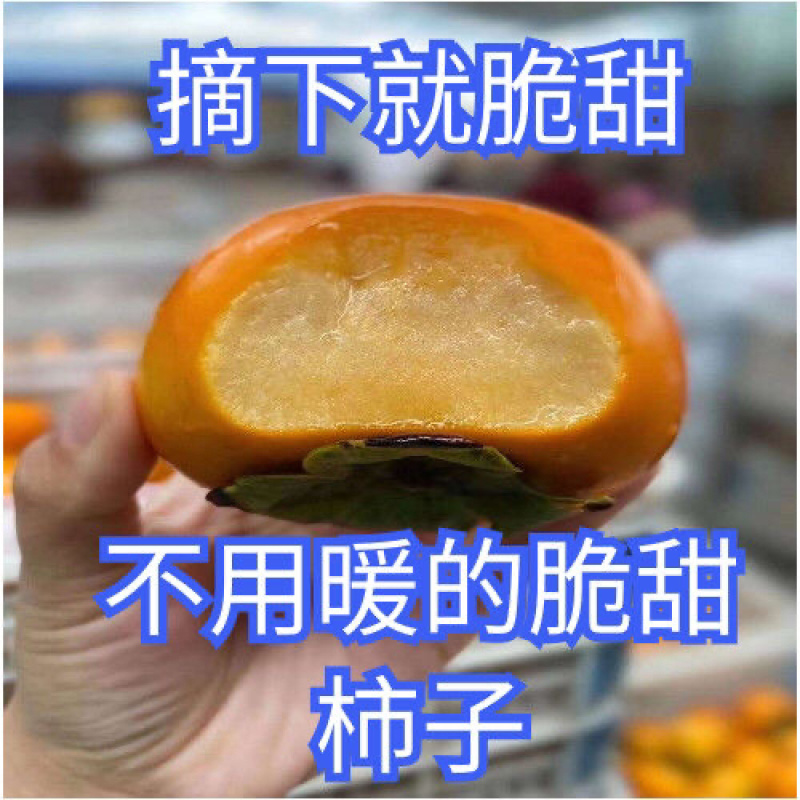 无核脆甜柿子树苗黑柿子苗包成活技术指导