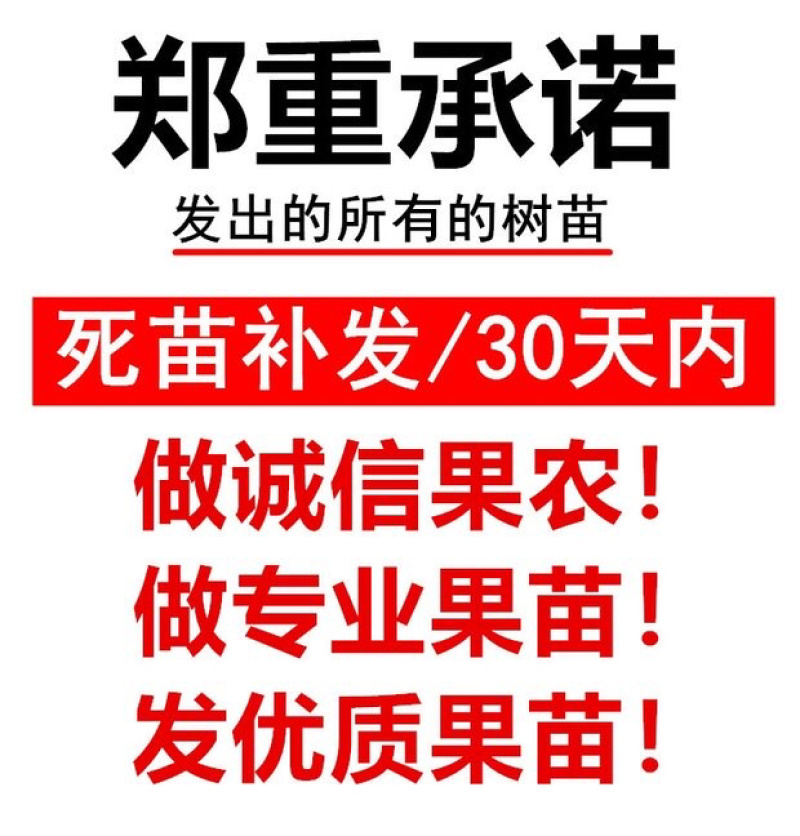 无核脆甜柿子树苗黑柿子苗包成活技术指导