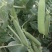河南新鲜豌豆荚，长寿仁，大量现货供应中！