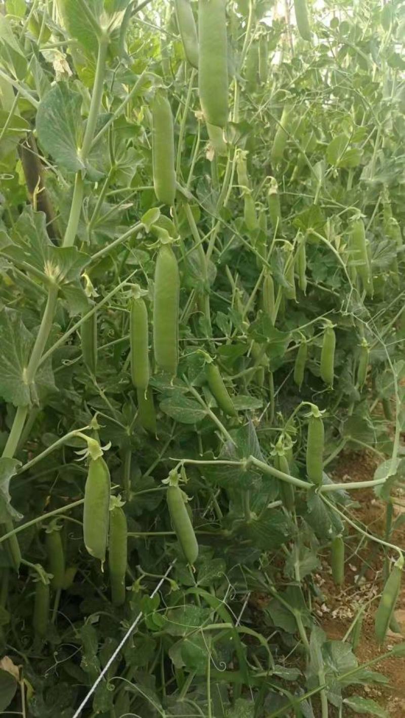 河南新鲜豌豆荚，长寿仁，大量现货供应中！
