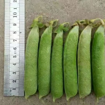 河南新鲜豌豆荚，长寿仁，大量现货供应中！