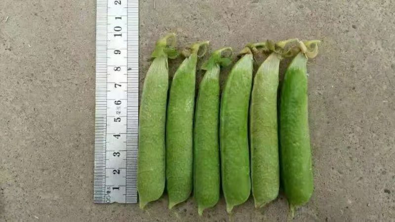 河南新鲜豌豆荚，长寿仁，大量现货供应中！