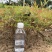 工程绿化苗木南天竹高质量低价格大量现货咨询报价