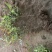 工程绿化苗木南天竹高质量低价格大量现货咨询报价