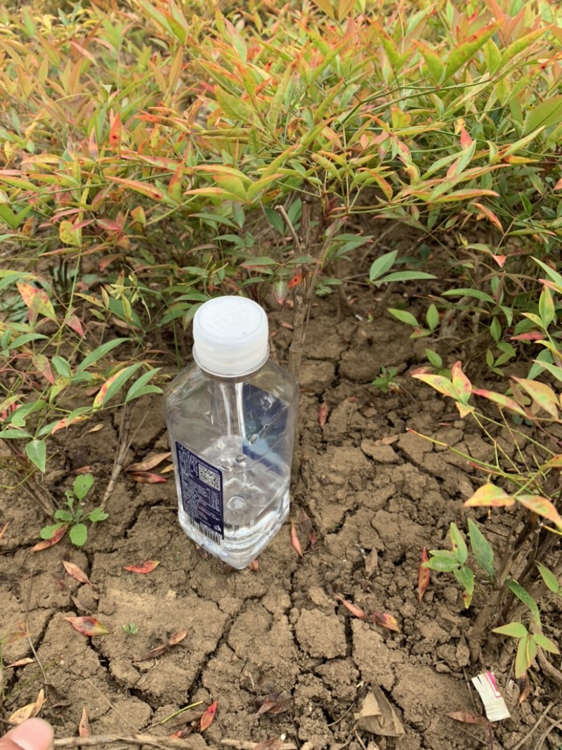 工程绿化苗木南天竹高质量低价格大量现货咨询报价
