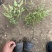 工程绿化苗木南天竹高质量低价格大量现货咨询报价