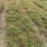 工程绿化苗木南天竹高质量低价格大量现货咨询报价