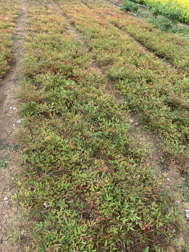 工程绿化苗木南天竹高质量低价格大量现货咨询报价