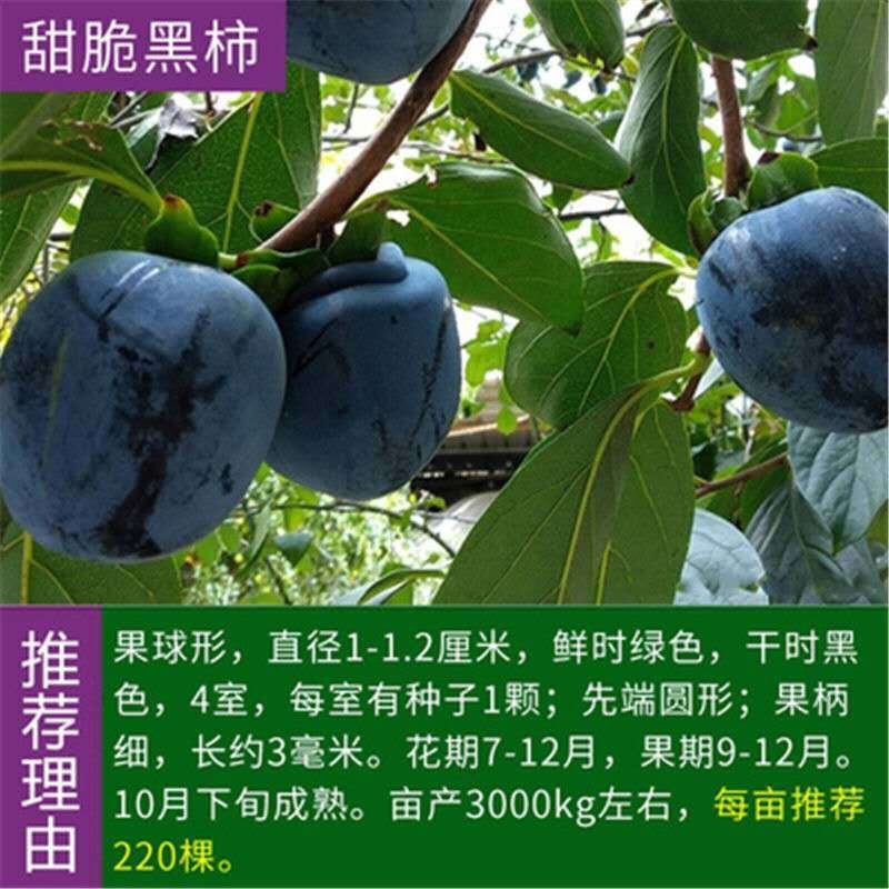 无核脆甜柿子树苗黑柿子苗包成活技术指导