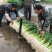 蒜苗白根蒜苗精品水洗蒜苗包扎蒜苗供应商场超市