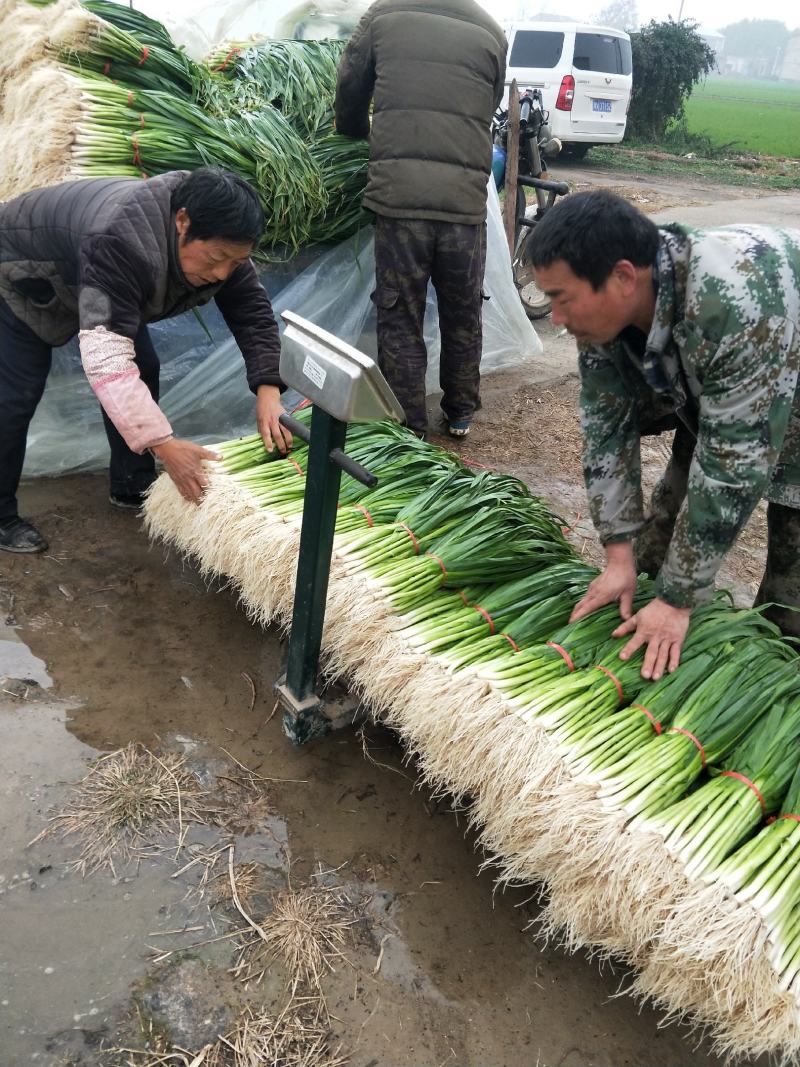 蒜苗白根蒜苗精品水洗蒜苗包扎蒜苗供应商场超市