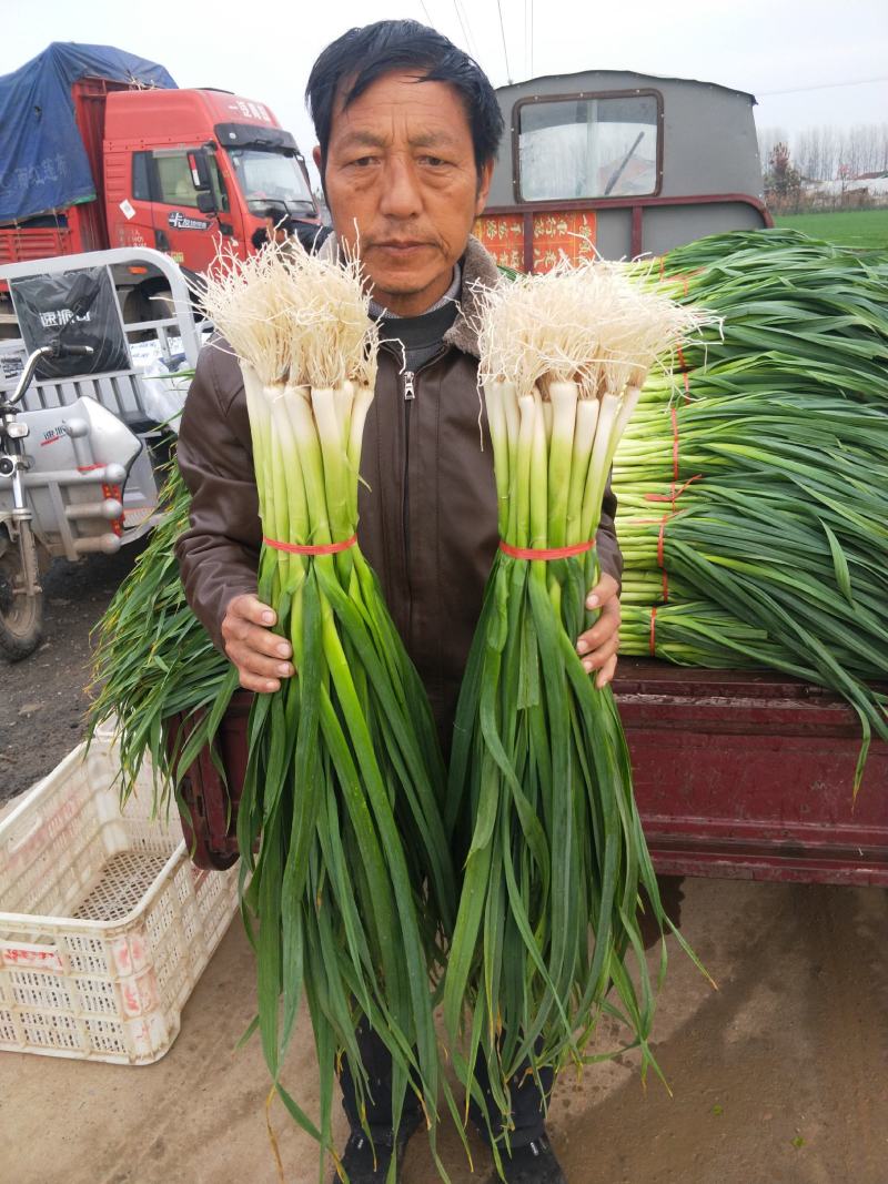 蒜苗白根蒜苗精品水洗蒜苗包扎蒜苗供应商场超市