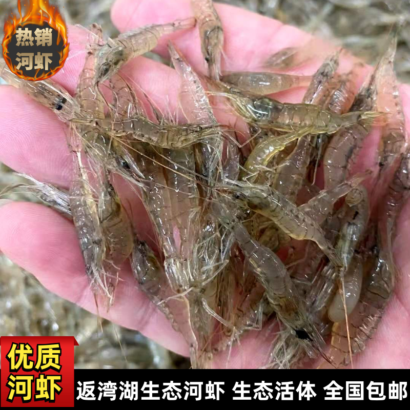 返湾湖生态河虾.生态活体.一手货源.各品类齐全.全国发货