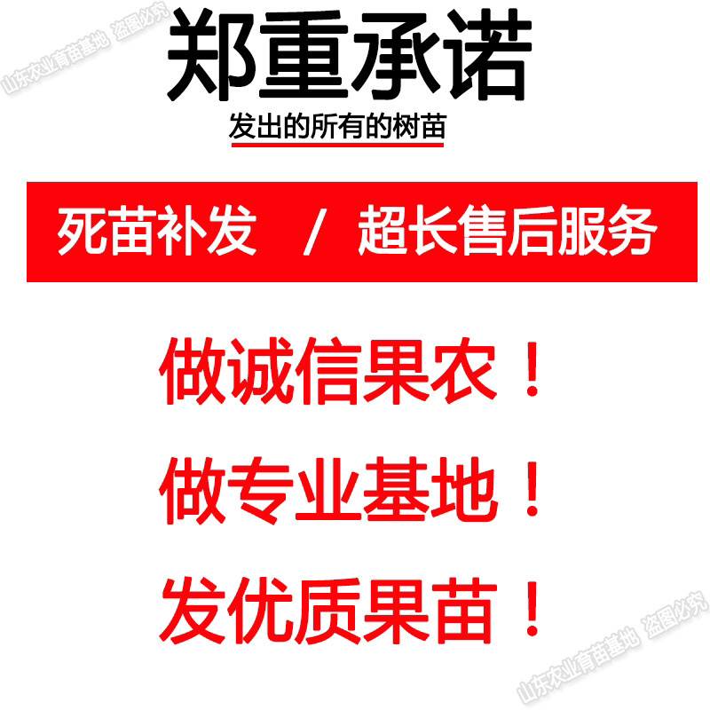 冬枣树苗、沾化冬枣、和田大枣、产量高，好管理、