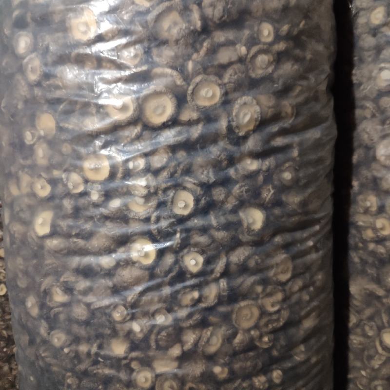 干香菇西峡香菇大量上市肉厚无根形状好产地直发