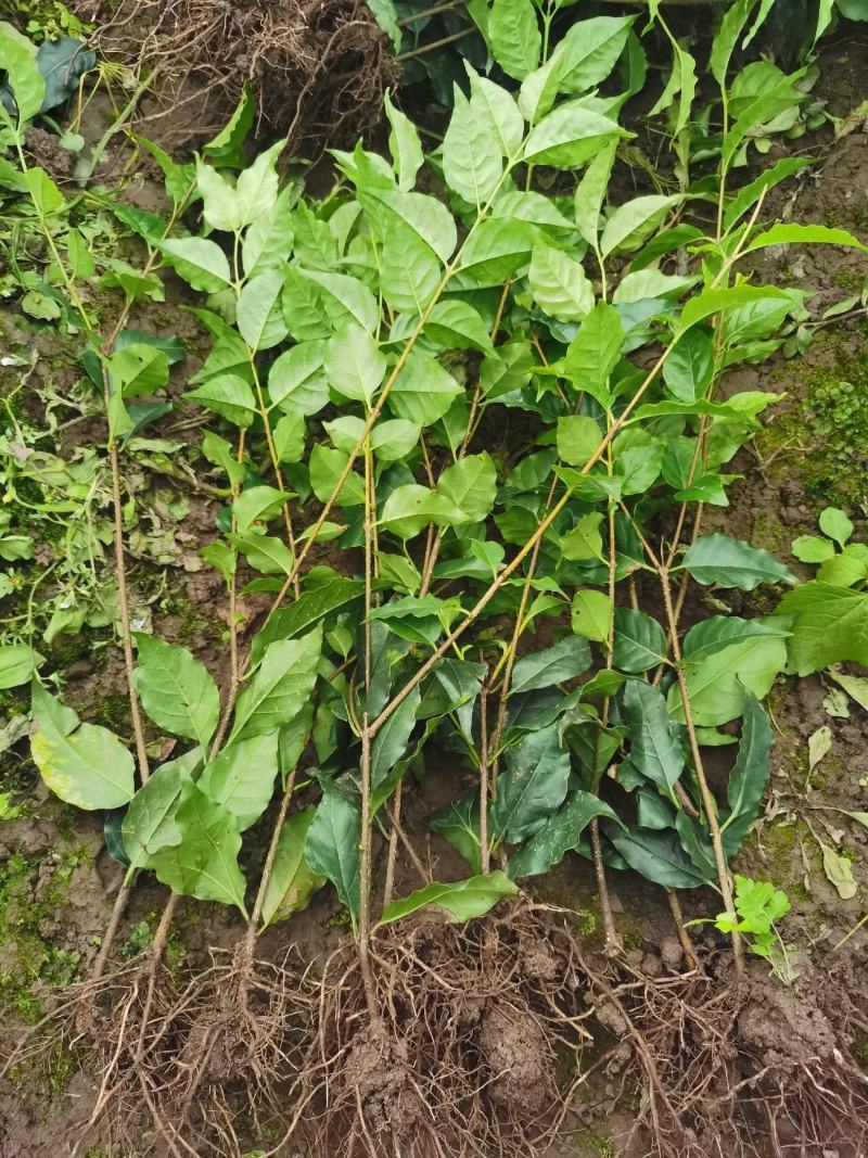 优质大颗粒小叶苦丁茶种苗