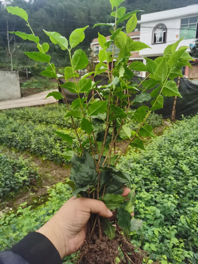 优质大颗粒小叶苦丁茶种苗