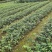 优质大颗粒小叶苦丁茶种苗