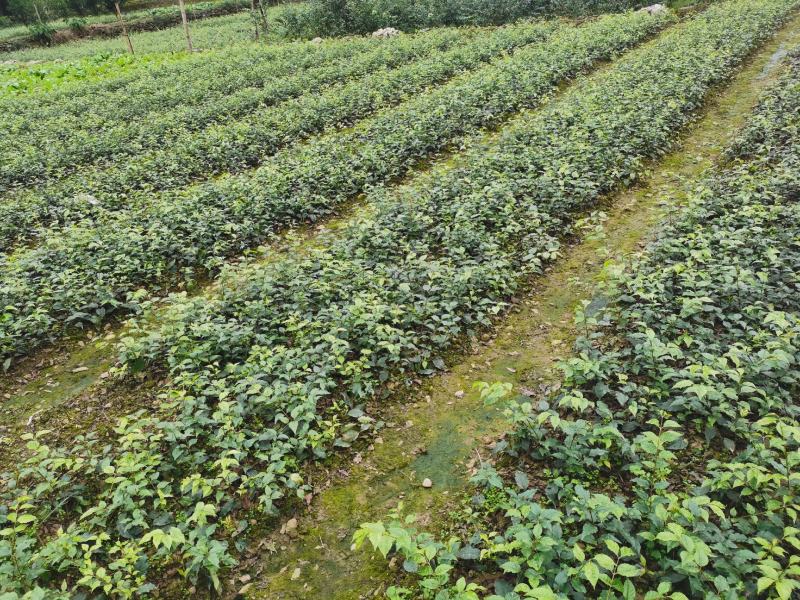 优质大颗粒小叶苦丁茶种苗
