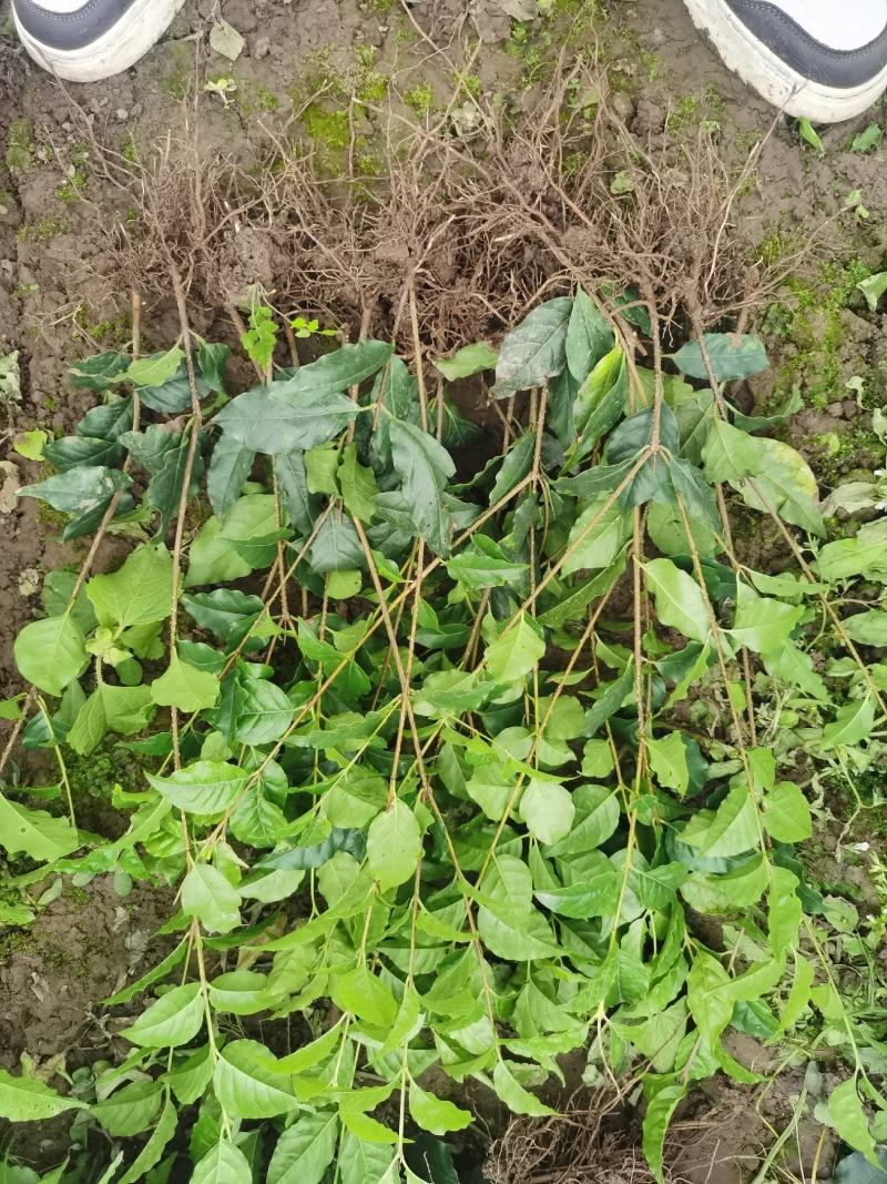 优质大颗粒小叶苦丁茶种苗
