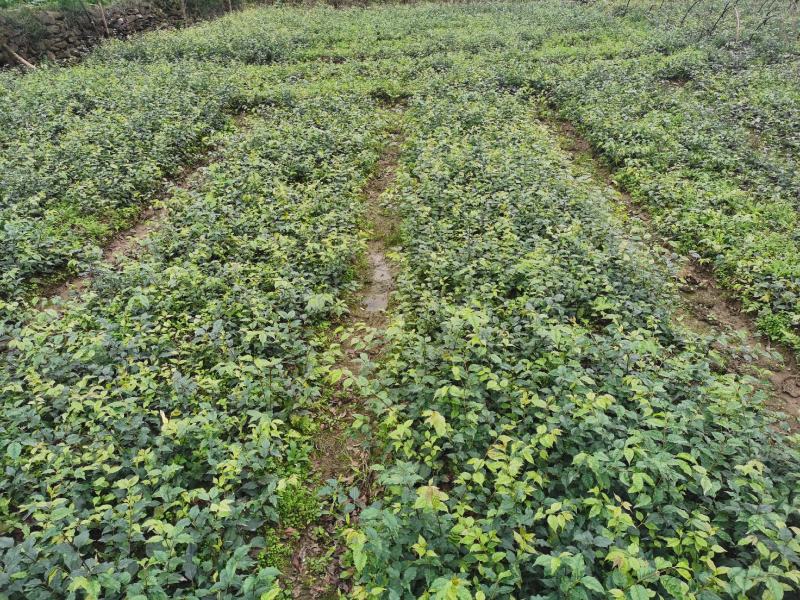 优质大颗粒小叶苦丁茶种苗
