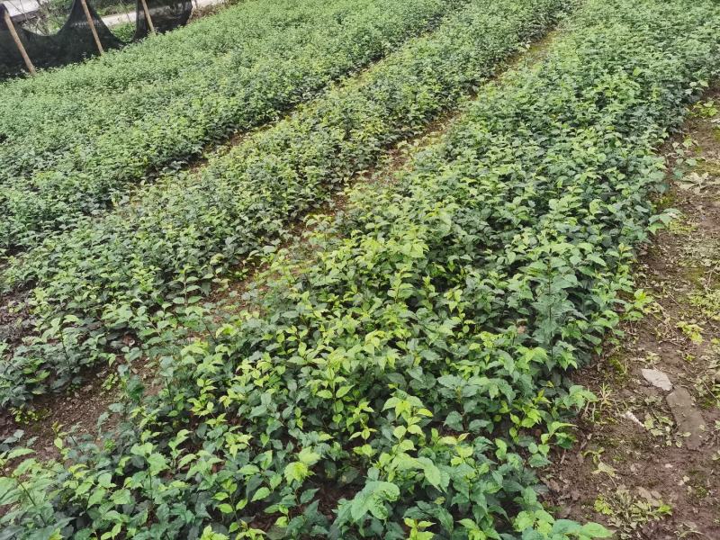 优质大颗粒小叶苦丁茶种苗