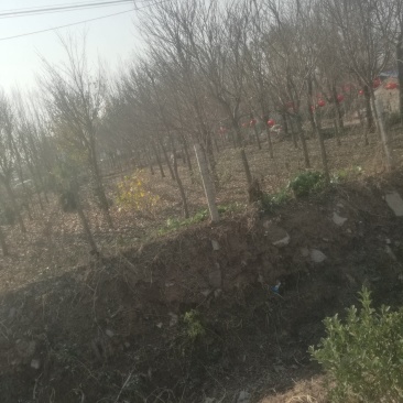 A级流苏树，绿化工程优良品种，欢迎大家选购