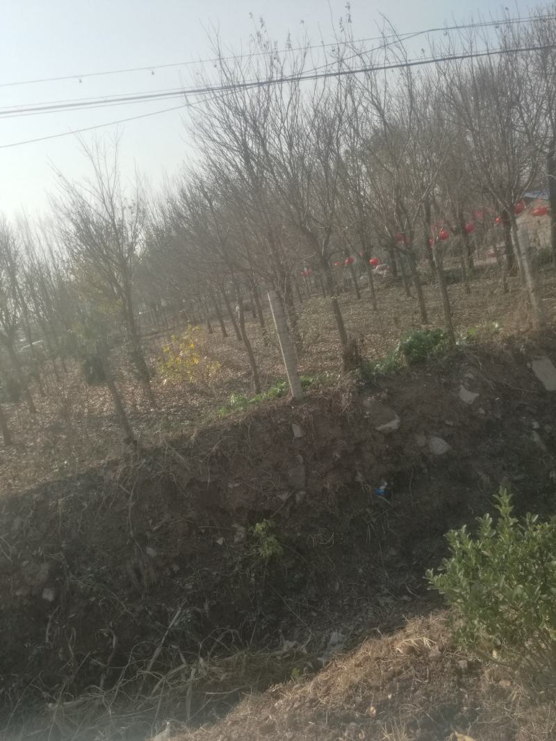 A级流苏树，绿化工程优良品种，欢迎大家选购