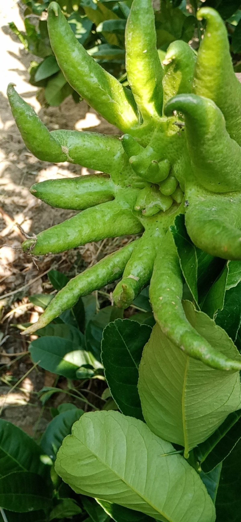 广佛手种苗，高30㎝到80㎝，品种纯正，价格实慧