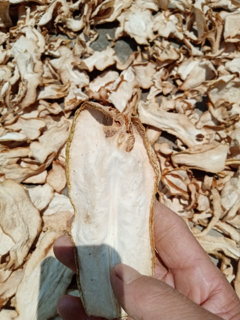 广佛手种苗，高30㎝到80㎝，品种纯正，价格实慧