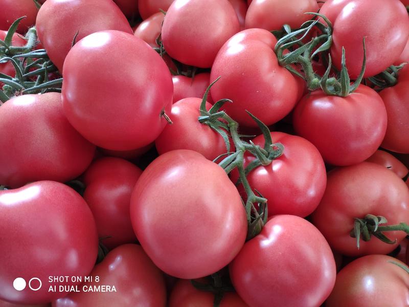 【精品】连云港东海硬粉精品西红柿货源充足质量保证，口感好