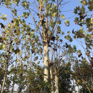 大量处理法桐6公分7公分8公分9公分10公分11公分基地直销