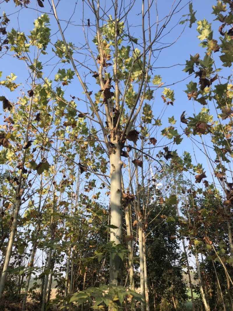 大量处理法桐6公分7公分8公分9公分10公分11公分基地直销