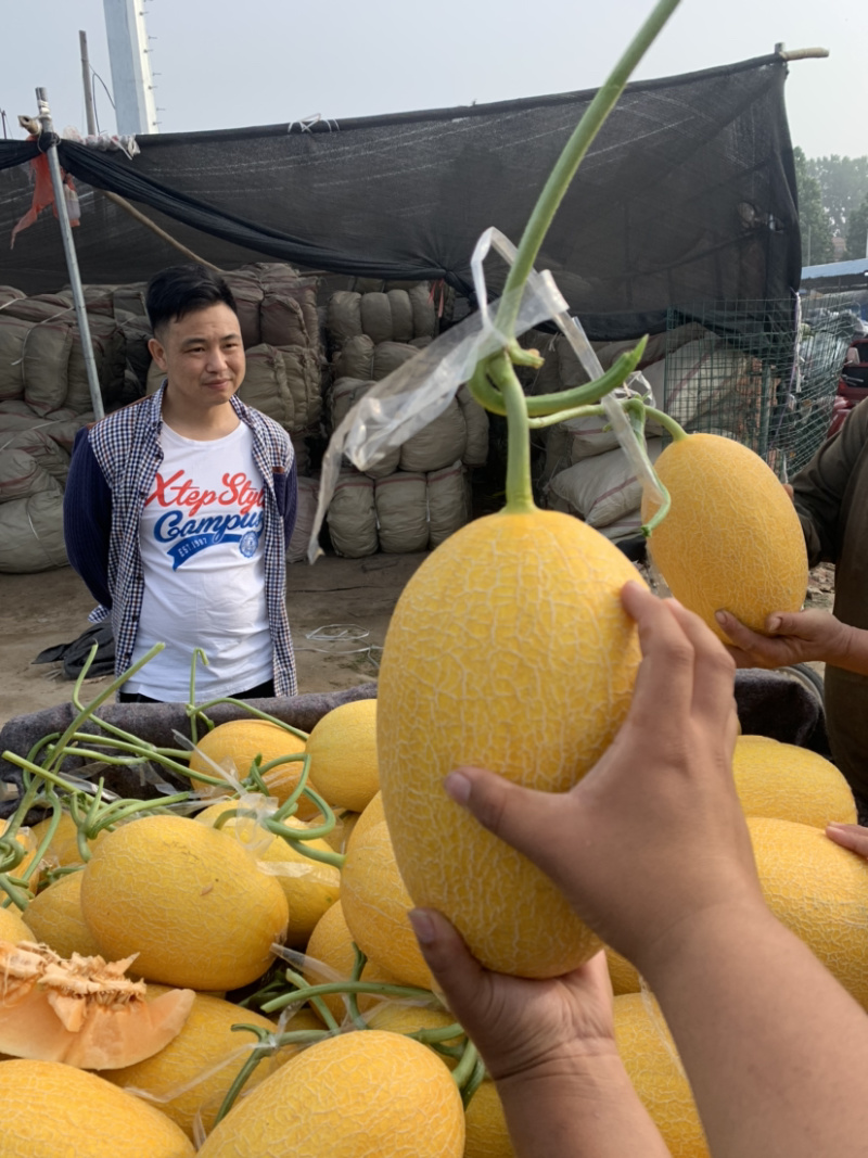 网纹瓜北海一号凤金6号电商供应链商超市场档口