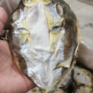 河豚鱼干，龟鱼干，新鲜海鱼干