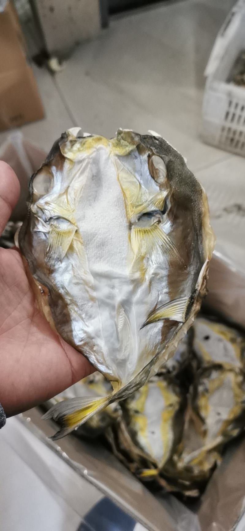 河豚鱼干，龟鱼干，新鲜海鱼干