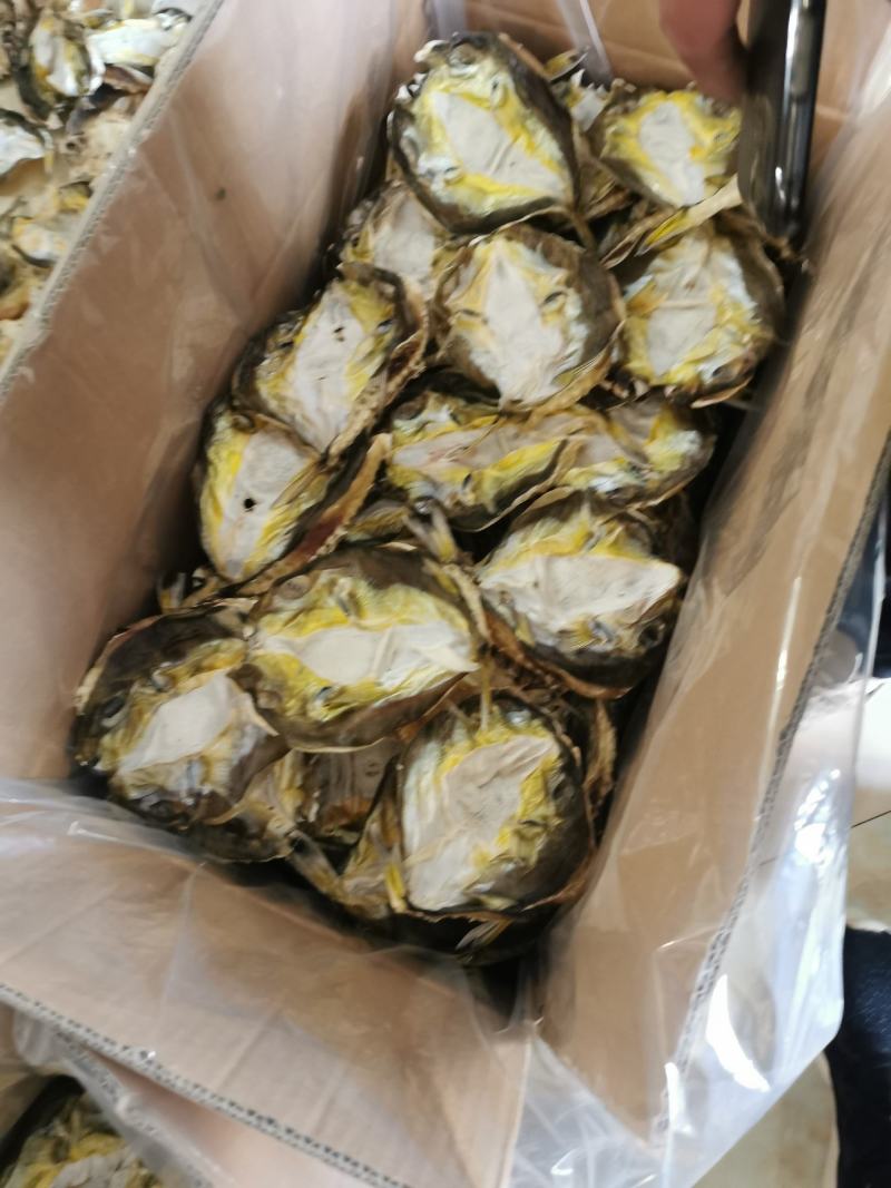 河豚鱼干，龟鱼干，新鲜海鱼干