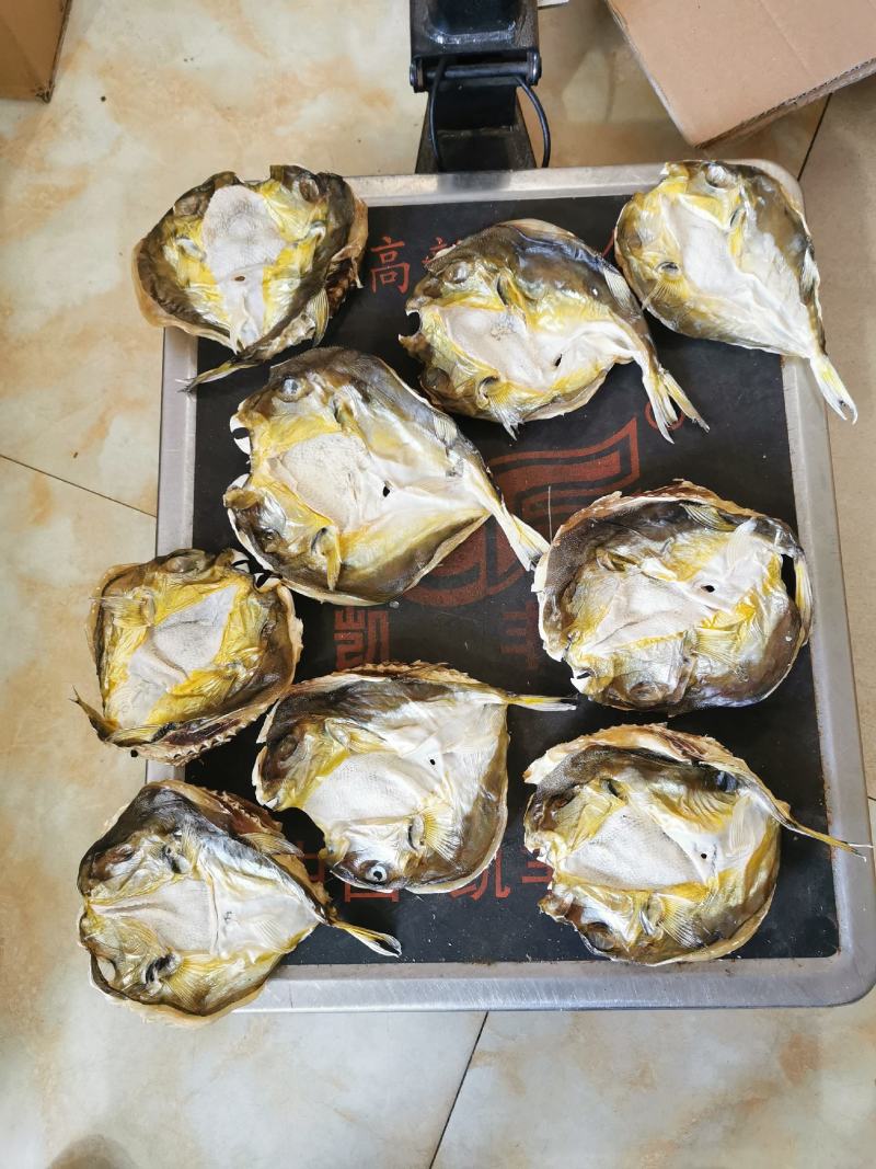 河豚鱼干，龟鱼干，新鲜海鱼干